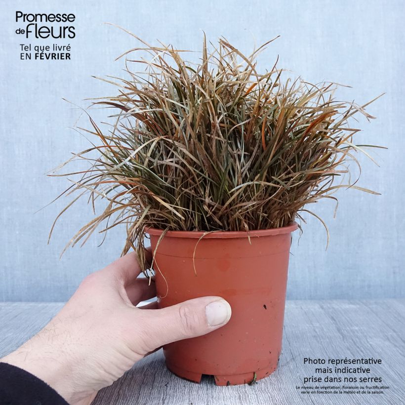 Example of Carex berggrenii - Zwerg-Segge Topf mit 1L/1,5L as you get in hiver