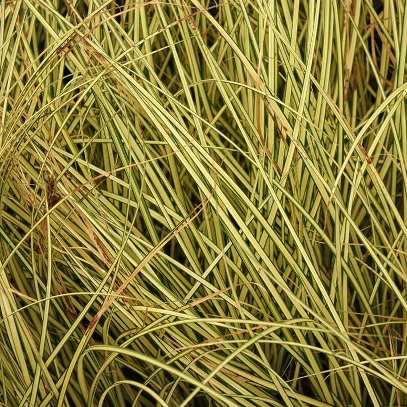 Carex brunnea Jenneke - Segge (Foliage)