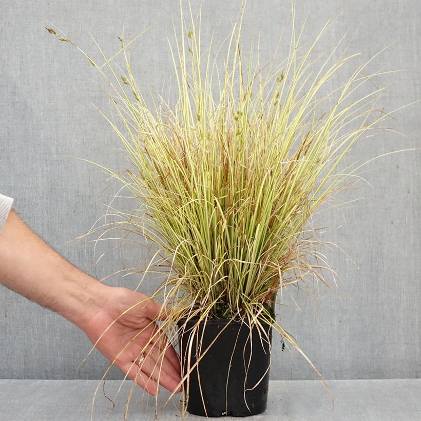 Exemplar von Carex brunnea Jenneke - Segge Topf mit 2L/3L wie im Herbst geliefert