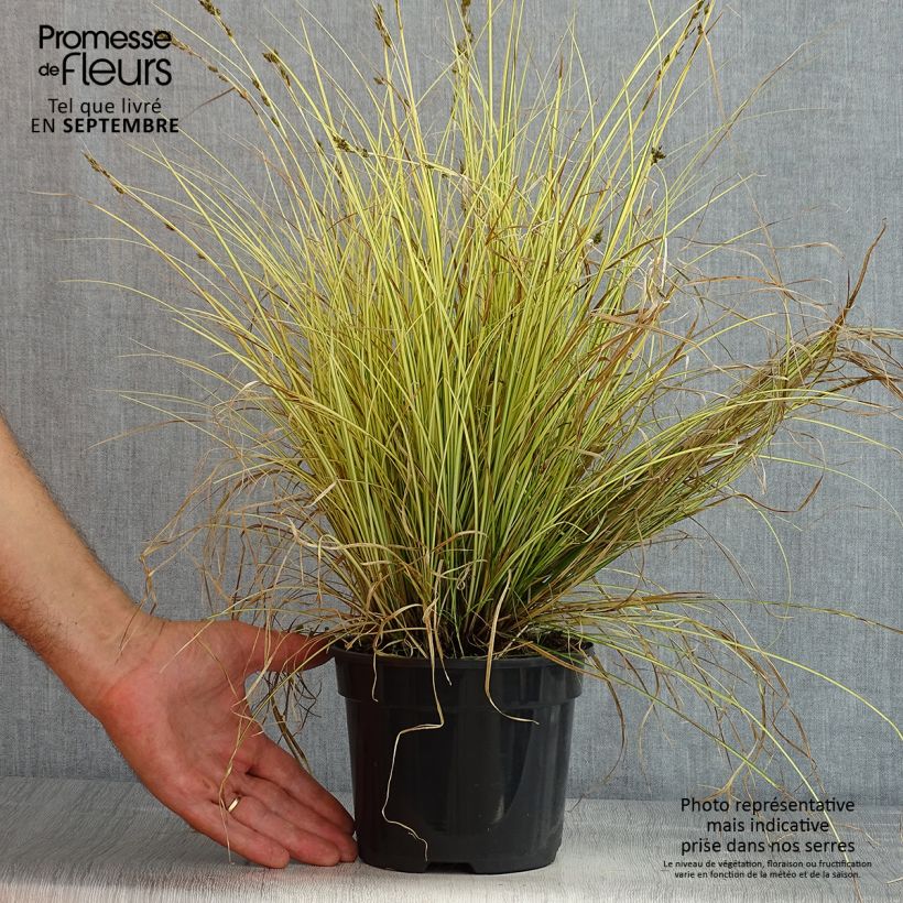 Example of Carex brunnea Jenneke - Segge Topf mit 2L/3L as you get in ete