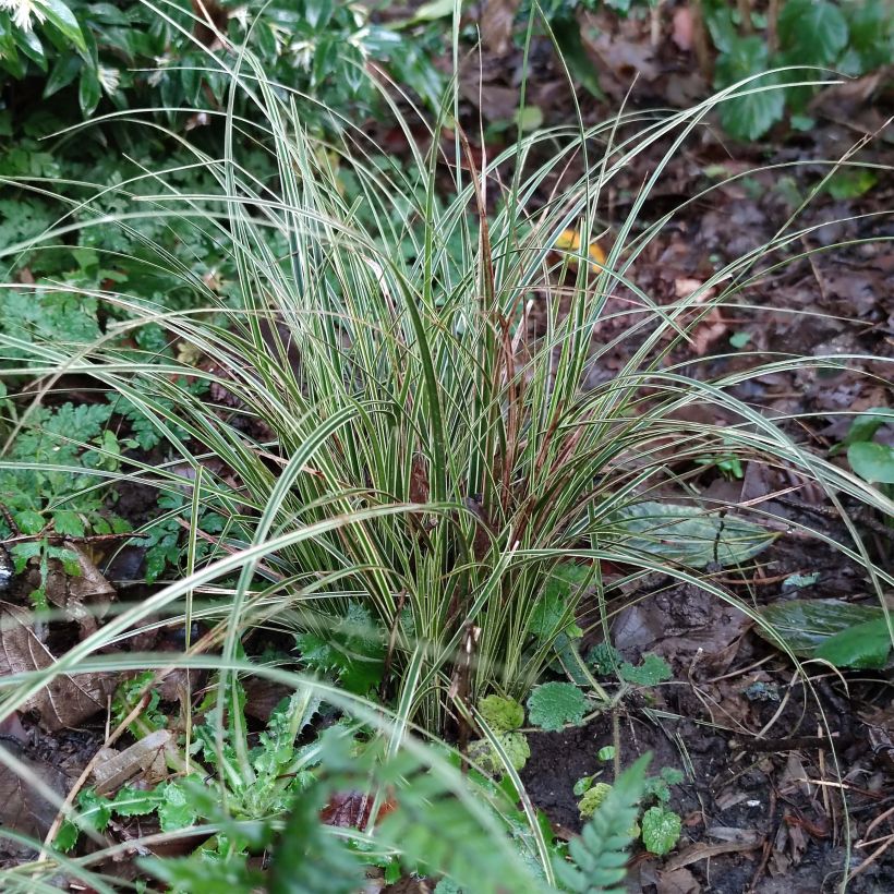 Carex brunnea Variegata - Segge (Foliage)