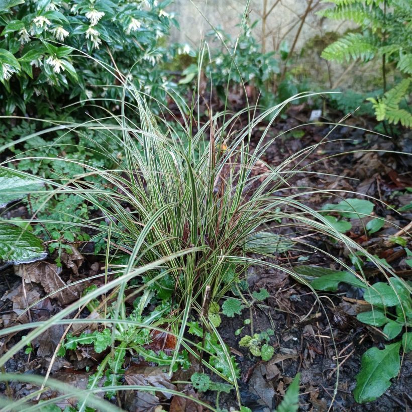 Carex brunnea Variegata - Segge (Plant habit)