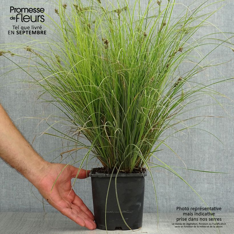 Example of Carex brunnea Variegata - Segge Topf mit 2L/3L as you get in ete