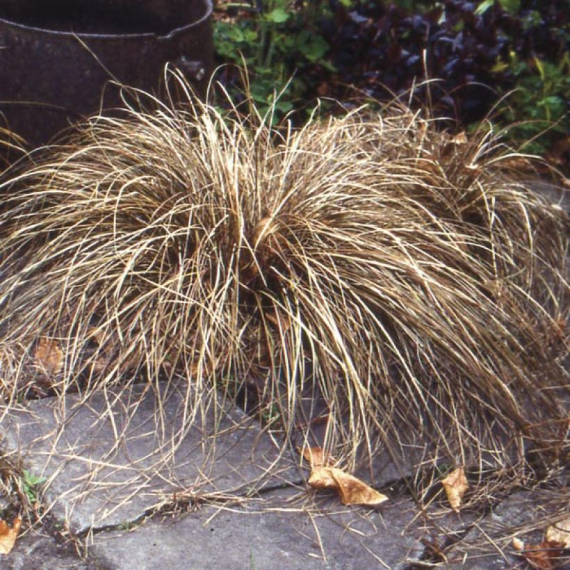 Carex buchananii - Fuchsrote Neuseeland-Segge (Plant habit)