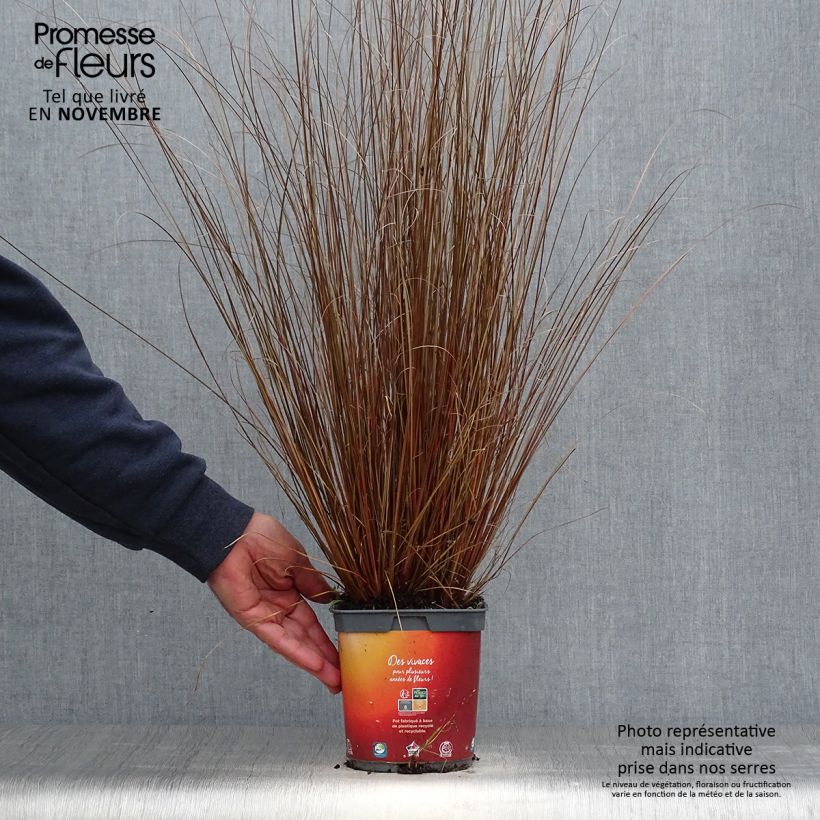 Example of Carex buchananii - Fuchsrote Neuseeland-Segge Topf mit 2L/3L as you get in automne