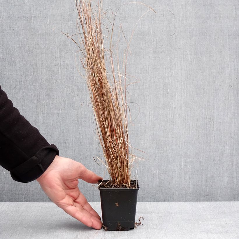 Example of Carex buchananii Red Rooster - Fuchsrote Neuseeland-Segge Kleine Töpfe von 8/9 cm as you get in hiver