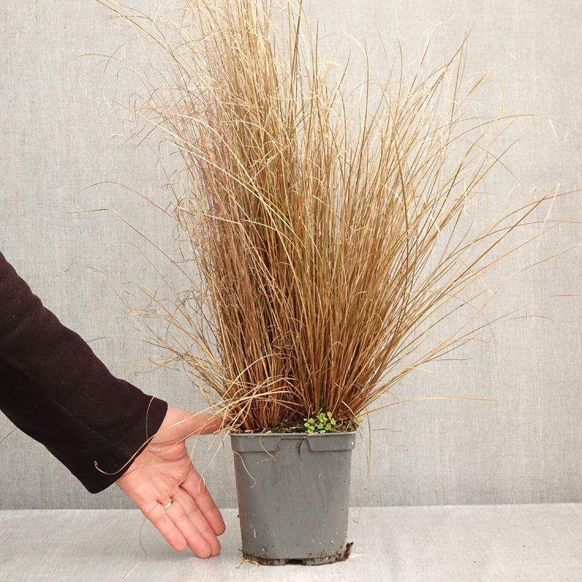 Exemplar von Carex buchananii Red Rooster - Fuchsrote Neuseeland-Segge Topf mit 2L/3L wie im Herbst geliefert