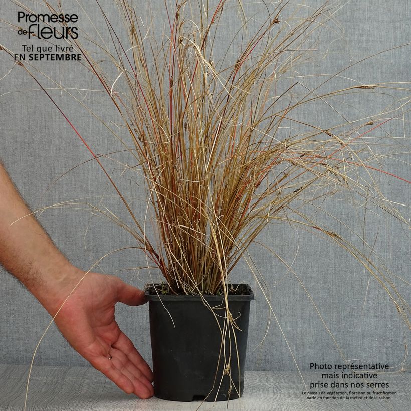 Example of Carex buchananii Red Rooster - Fuchsrote Neuseeland-Segge Topf mit 2L/3L as you get in ete
