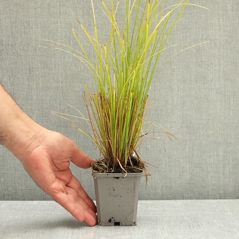 Exemplar von Carex comans Phoenix Green - Neuseeländische Segge Kleine Töpfe von 8/9 cm wie im Sommer geliefert