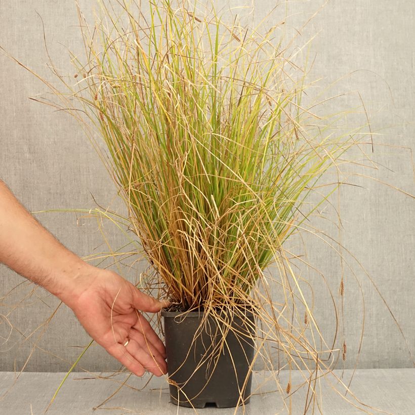 Example of Carex comans Phoenix Green - Neuseeländische Segge Topf mit 1,5L/2L as you get in ete