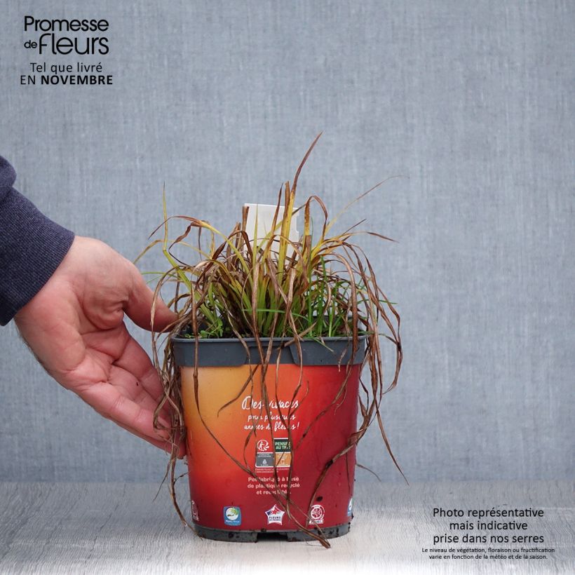 Example of Carex elata Aurea - Steife Segge Topf mit 2L/3L as you get in automne