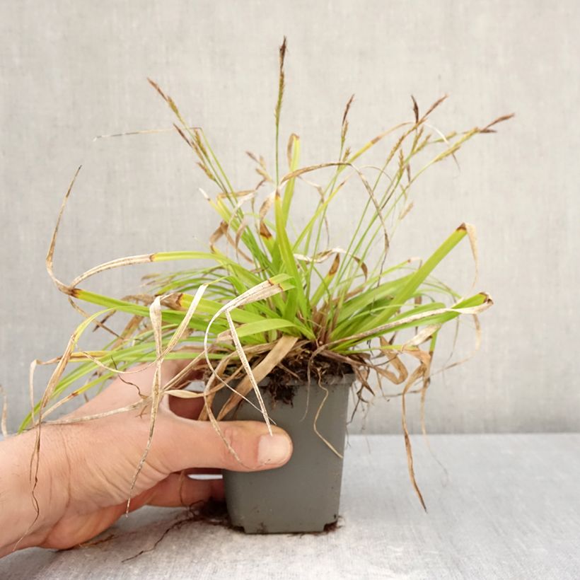 Exemplar von Carex oshimensis EverColor Everlite - Oshima-Segge Kleine Töpfe von 8/9 cm wie im Frühjahr geliefert