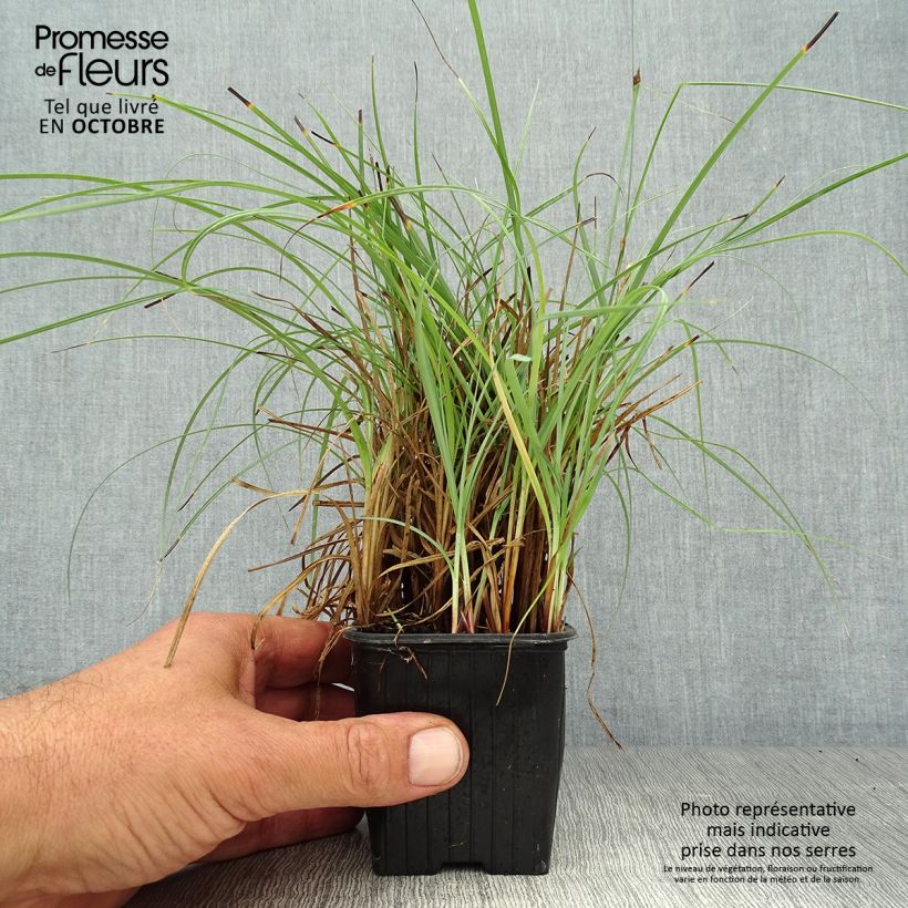 Example of Carex flacca Blue Zinger - Blaugrüne Segge Kleine Töpfe von 8/9 cm as you get in automne