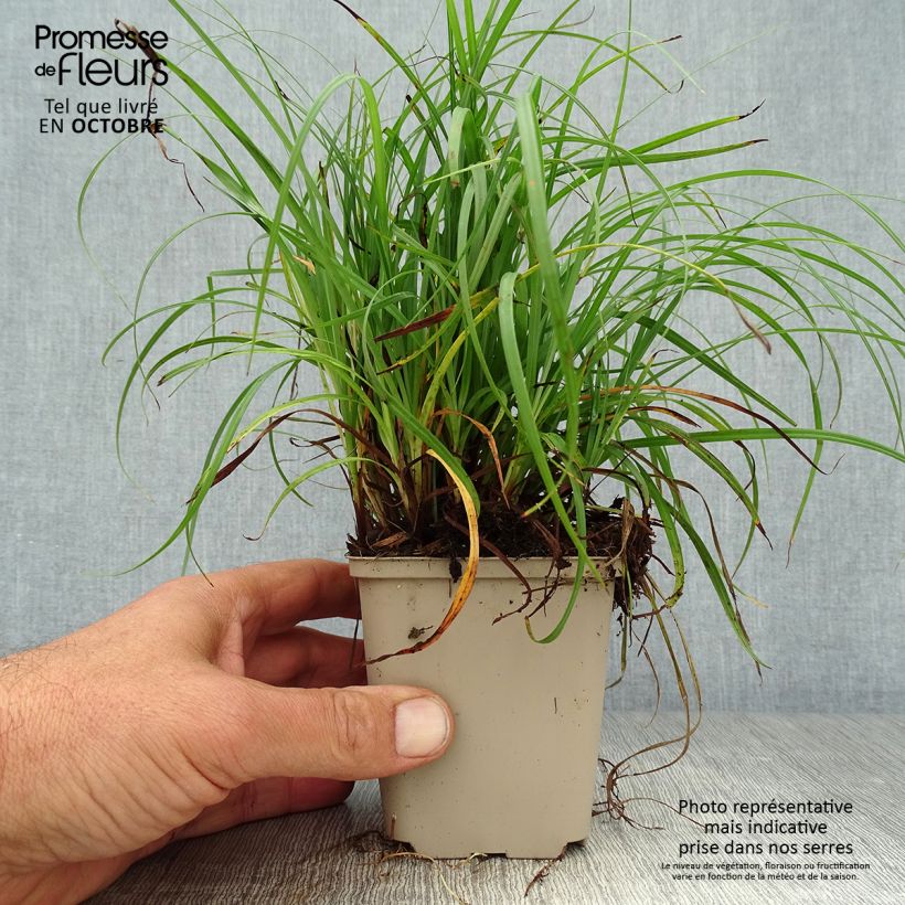 Example of Carex flacca - Blaugrüne Segge Kleine Töpfe von 8/9 cm as you get in automne