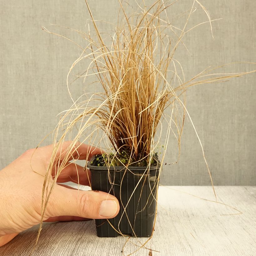 Example of Carex flagellifera - Peitschentragende Segge Kleine Töpfe von 8/9 cm as you get in automne