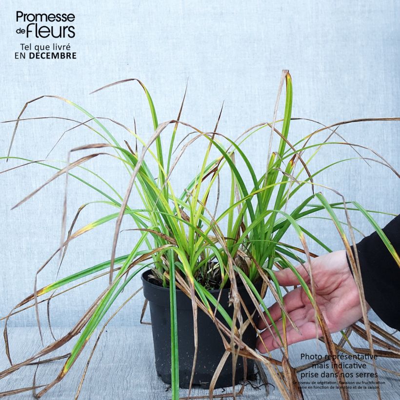 Example of Carex grayi - Morgenstern-Segge Topf mit 2L/3L as you get in automne