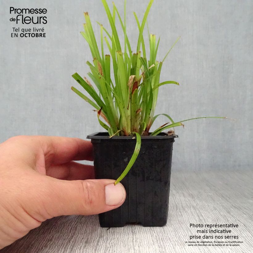 Example of Carex grayi - Morgenstern-Segge Kleine Töpfe von 8/9 cm as you get in automne