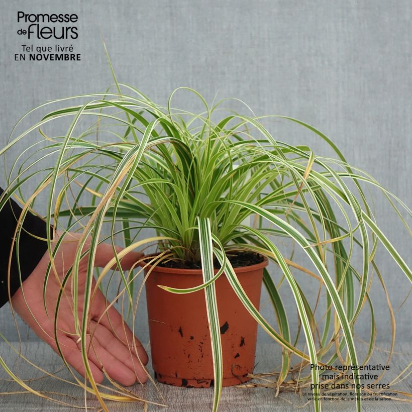 Example of Carex oshimensis Feather Falls - Oshima-Segge Topf mit 1L/1,5L as you get in automne