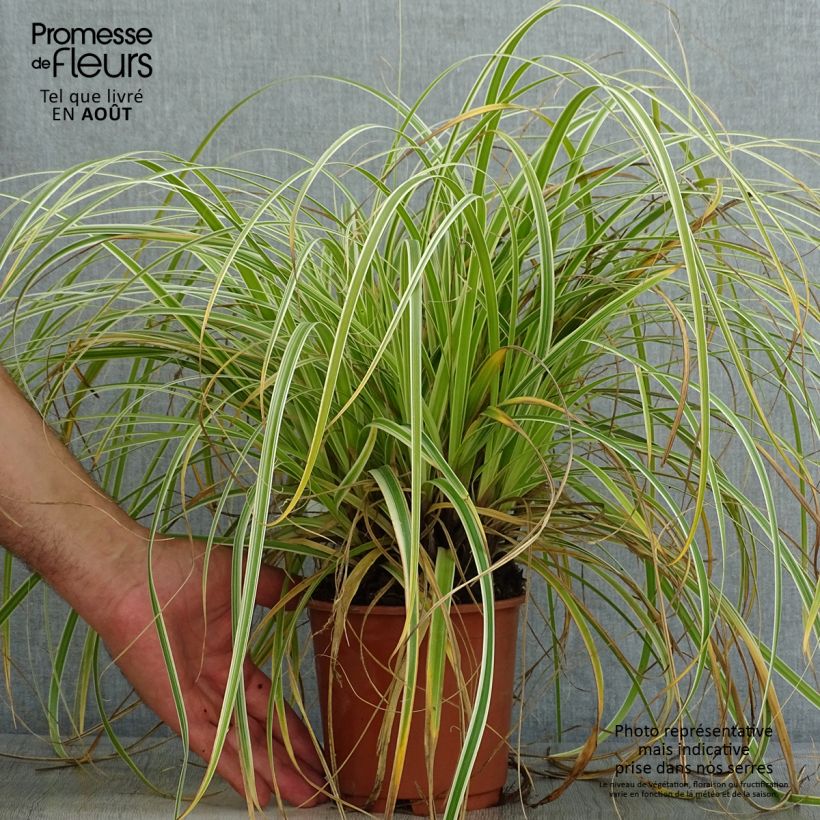 Exemplar von Carex oshimensis Feather Falls - Oshima-Segge Topf mit 1L/1,5L wie im Sommer geliefert