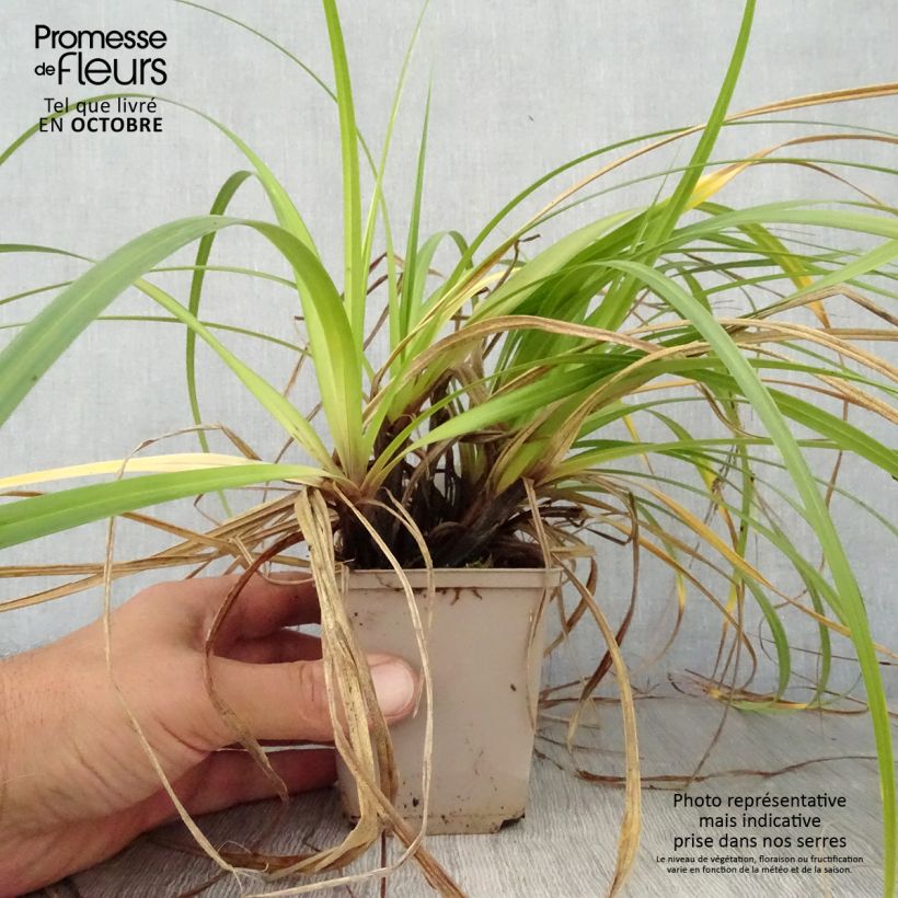Example of Carex oshimensis Feather Falls - Oshima-Segge Kleine Töpfe von 8/9 cm as you get in automne