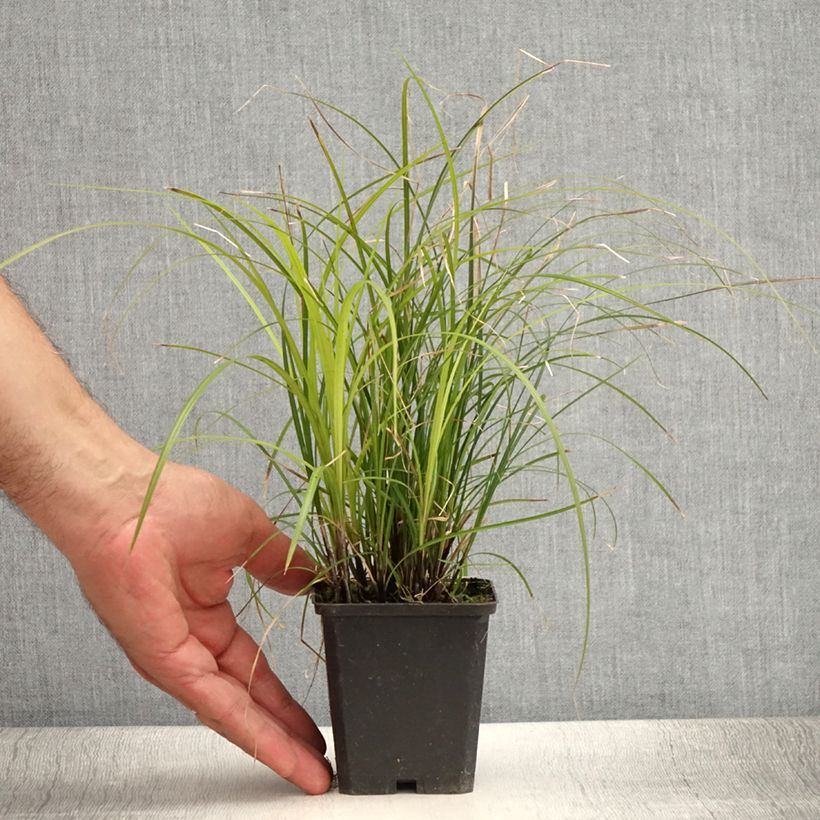 Example of Carex lenta Osaka Kleine Töpfe von 8/9 cm as you get in ete