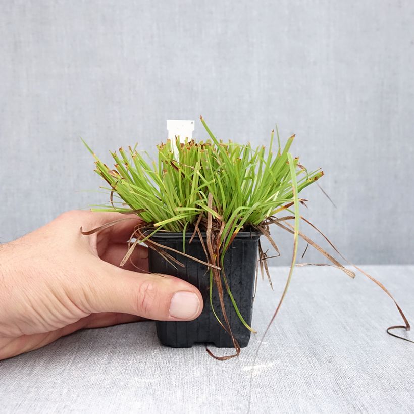 Exemplar von Carex montana - Berg-Segge Kleine Töpfe von 8/9 cm wie im Herbst geliefert
