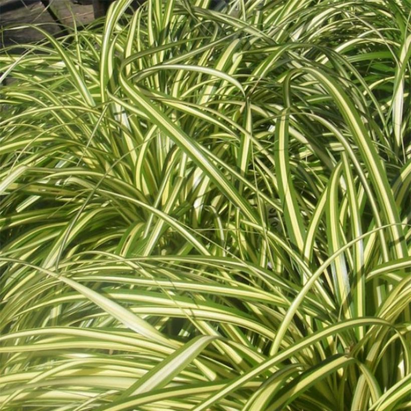 Carex morrowii subsp. foliosissima Aureovariegata - Japan-Segge (Foliage)