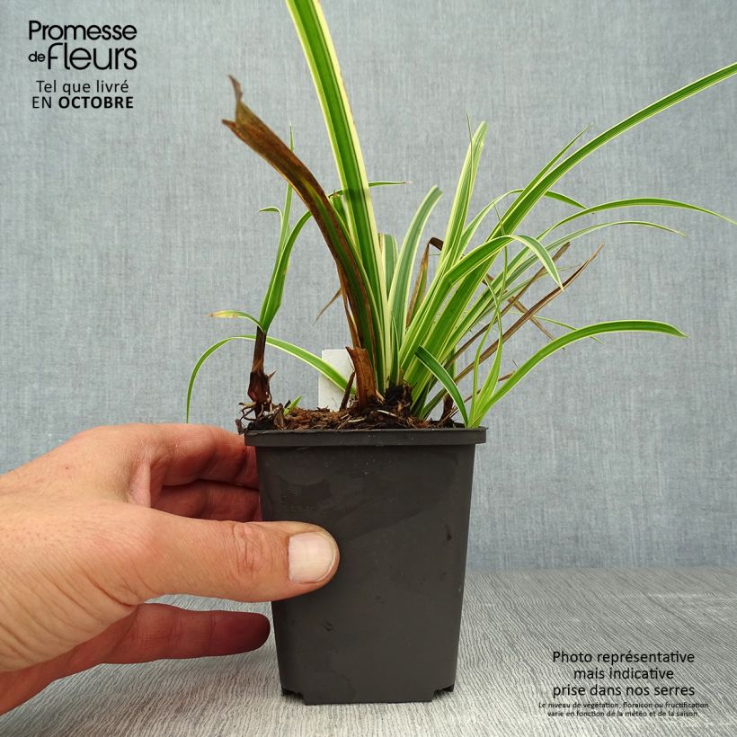 Example of Carex morrowii subsp. foliosissima Aureovariegata - Japan-Segge Kleine Töpfe von 8/9 cm as you get in automne
