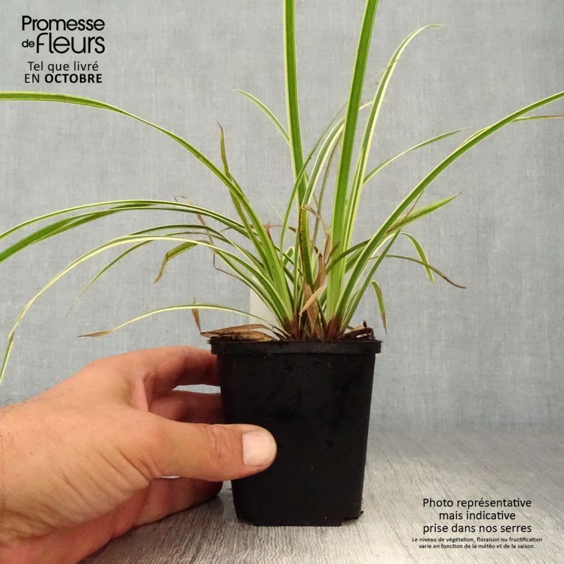 Example of Carex morrowii Goldband - Japan-Segge Kleine Töpfe von 8/9 cm as you get in automne