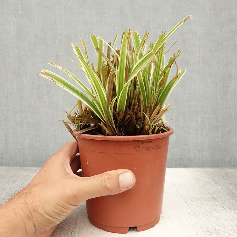 Example of Carex morrowii Goldband - Japan-Segge Topf mit 1L/1,5L as you get in ete