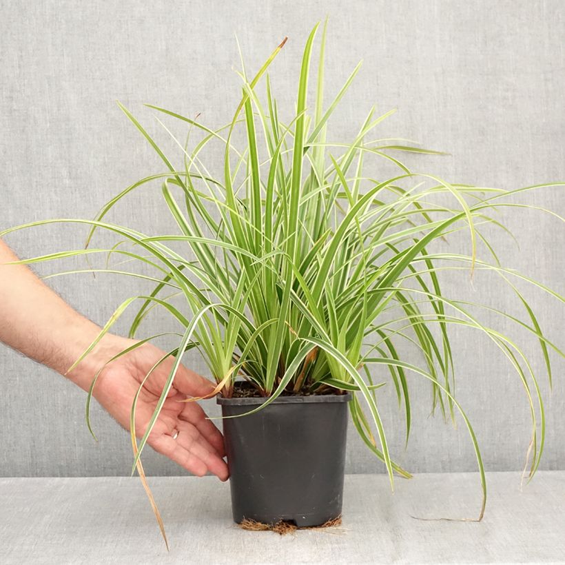 Exemplar von Carex morrowii Ice Dance - Japan-Segge Topf mit 2L/3L wie im Sommer geliefert