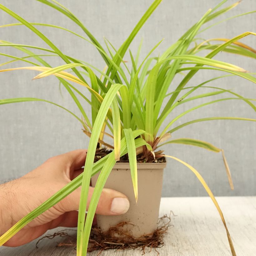 Example of Carex morrowii subsp. foliosissima Irish Green - Japan-Segge Kleine Töpfe von 8/9 cm as you get in automne