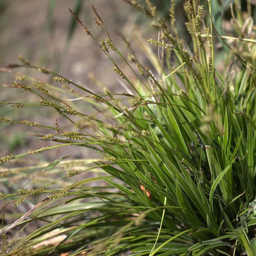 Carex morrowii Variegata - Japan-Segge (Flowering)