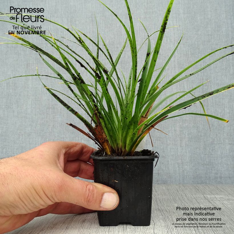 Example of Carex morrowii Variegata - Japan-Segge Kleine Töpfe von 8/9 cm as you get in automne