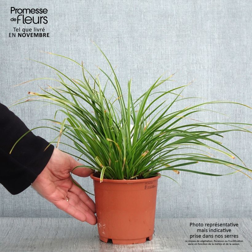 Example of Carex morrowii Variegata - Japan-Segge Topf mit 1L/1,5L as you get in automne