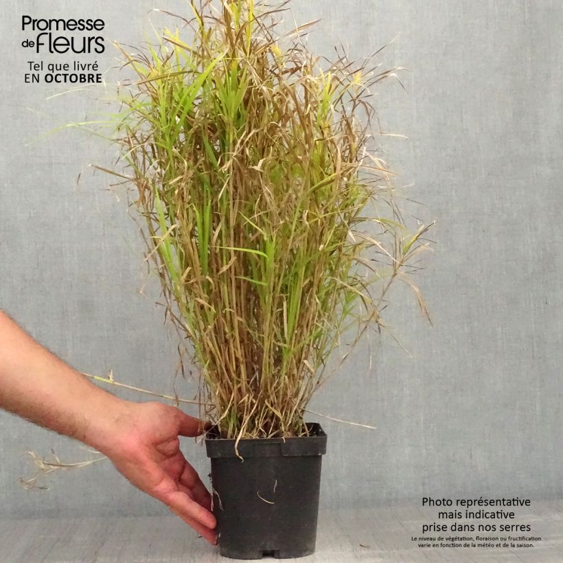 Example of Carex muskingumensis - Palmwedel-Segge Topf mit 2L/3L as you get in automne