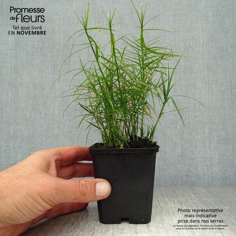Example of Carex muskingumensis Little Midge - Palmwedel-Segge Kleine Töpfe von 8/9 cm as you get in automne