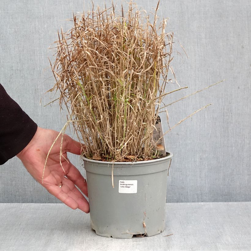 Exemplar von Carex muskingumensis Little Midge - Palmwedel-Segge Topf mit 3L/4L wie im Herbst geliefert