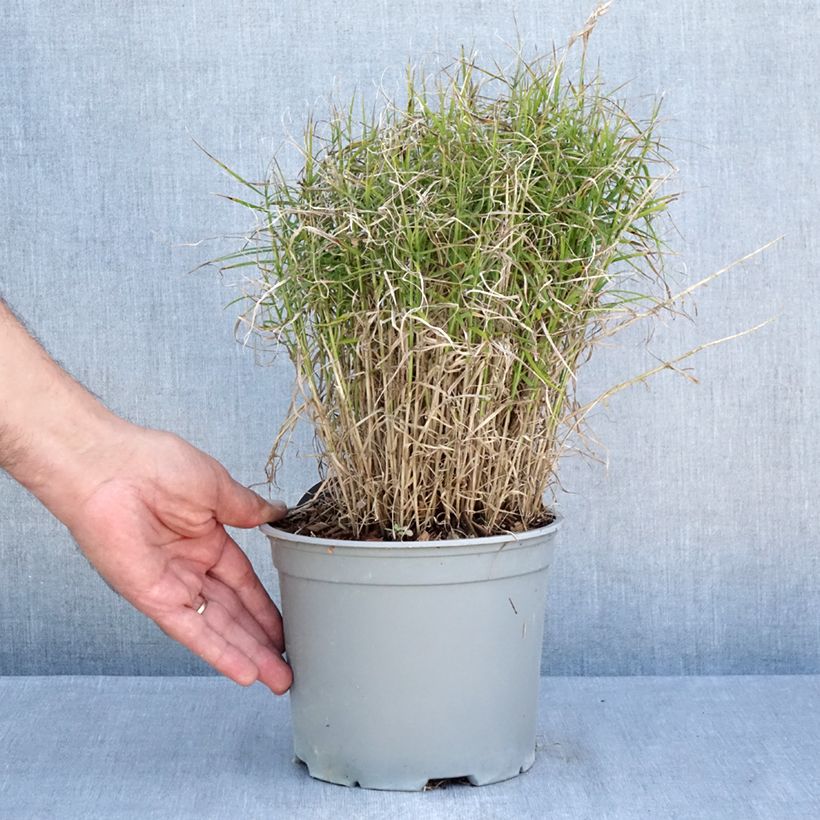 Example of Carex muskingumensis Little Midge - Palmwedel-Segge Topf mit 3L/4L as you get in ete