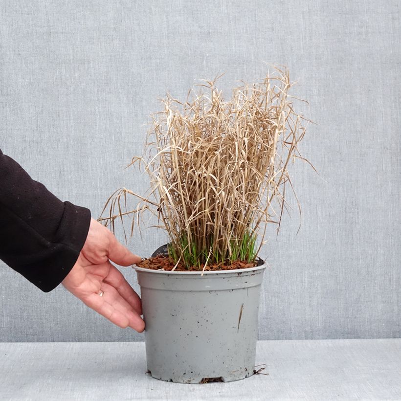 Exemplar von Carex muskingumensis Little Midge - Palmwedel-Segge Topf mit 3L/4L wie im Frühjahr geliefert