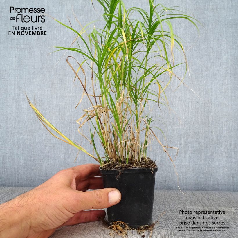 Example of Carex muskingumensis Silberstreif - Palmwedel-Segge Kleine Töpfe von 8/9 cm as you get in automne