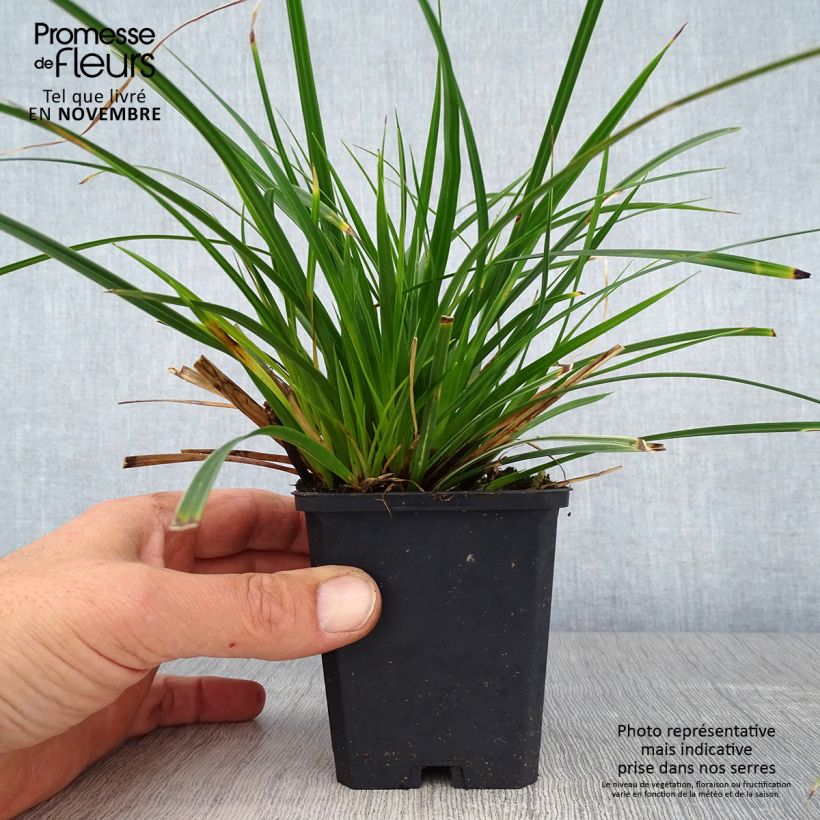 Example of Carex muskingumensis variegata - Palmwedel-Segge Kleine Töpfe von 8/9 cm as you get in automne
