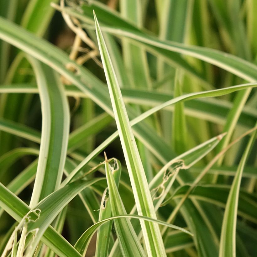 Carex muskingumensis variegata - Palmwedel-Segge (Foliage)