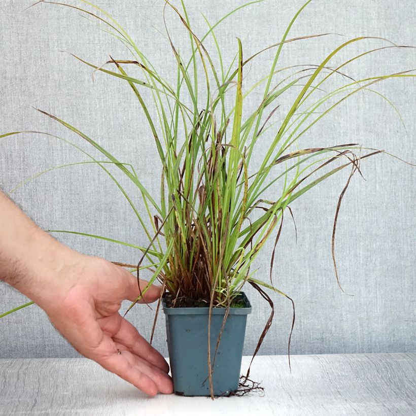 Exemplar von Carex nigra - Kleinblütige Segge Kleine Töpfe von 8/9 cm wie im Sommer geliefert
