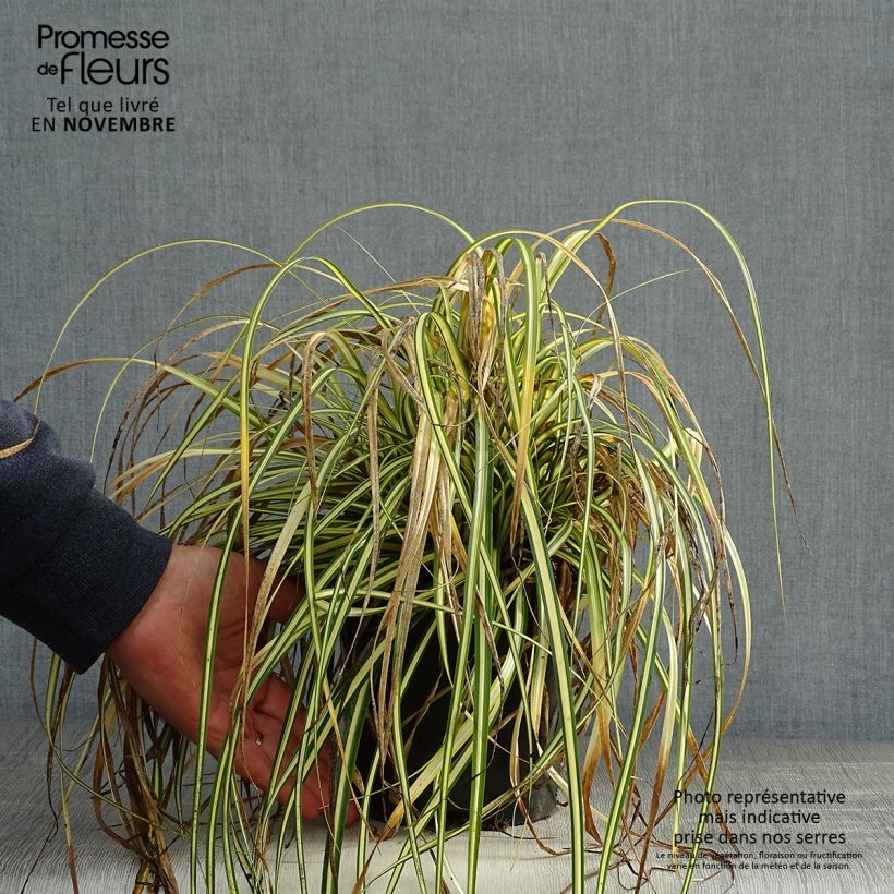 Example of Carex oshimensis Everest - Oshima-Segge Topf mit 2L/3L as you get in automne