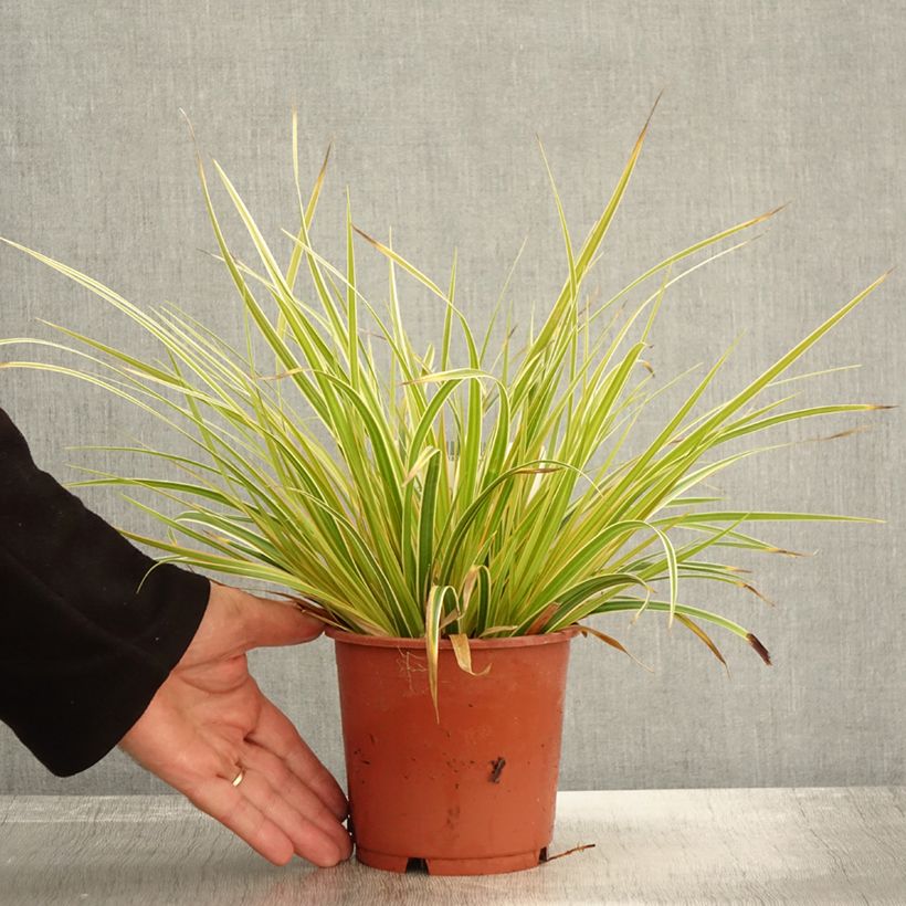 Example of Carex oshimensis Everglow - Oshima-Segge Topf mit 1,5L/2L as you get in automne