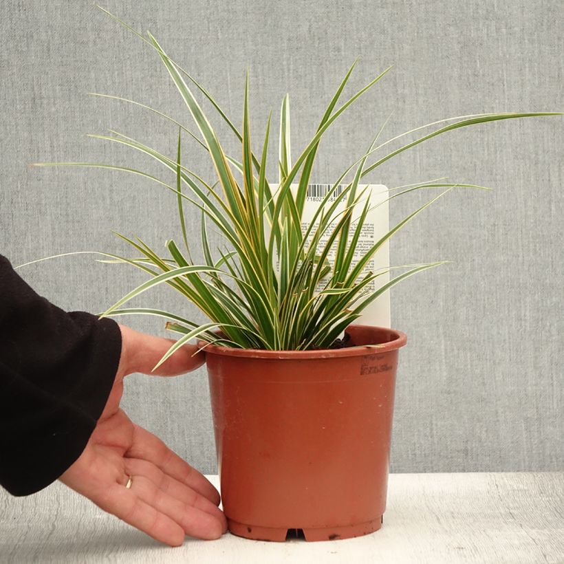 Exemplar von Carex oshimensis Everglow - Oshima-Segge Topf mit 1,5L/2L wie im Sommer geliefert