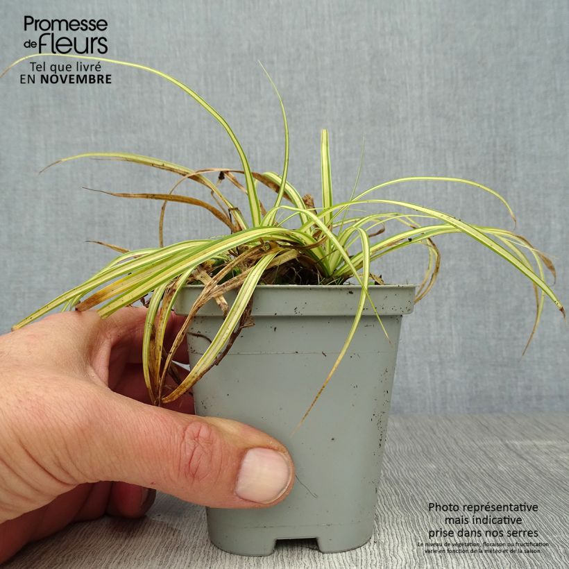Example of Carex oshimensis Evergold - Oshima-Segge Kleine Töpfe von 8/9 cm as you get in automne