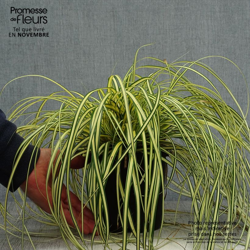 Example of Carex oshimensis Evergold - Oshima-Segge Topf mit 2L/3L as you get in automne