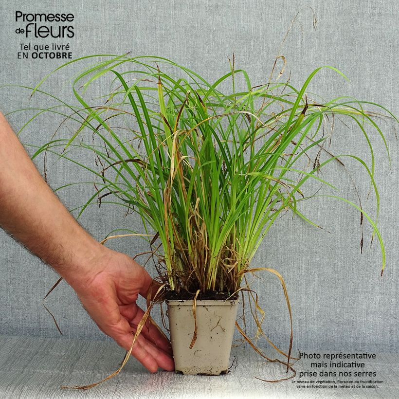 Example of Carex oshimensis EverColor Everlime - Oshima-Segge Kleine Töpfe von 8/9 cm as you get in automne